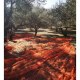 ΕΛΑΙΟΔΙΧΤΟ ΤΙΤΑΝ 100GSM (5Χ8mt)