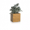 PALO Natural Wood 35 low eucalyptus wood