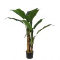 BANANA TREE NP702_145 ΥΨΟΣ 145cm NewPlan