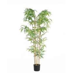 BAMBOO NP5801_150_22_UV ΥΨΟΣ 150cm